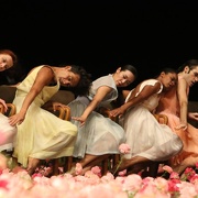 Nelken-Ein Stück von Pina Bausch