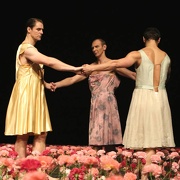 Nelken-Ein Stück von Pina Bausch