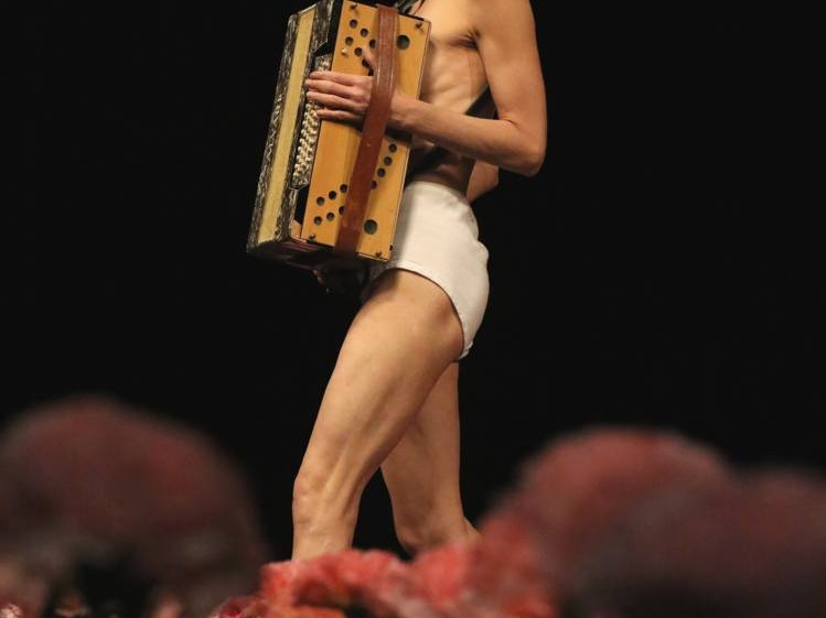 Nelken-Ein Stück von Pina Bausch