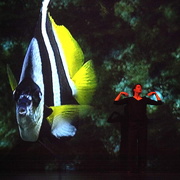 Danzon (2015)