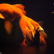 Danzon (2015)