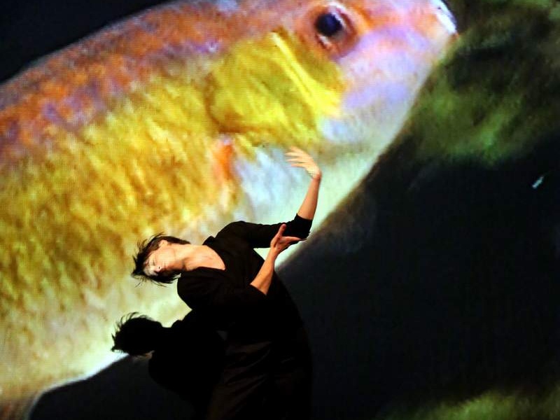 Danzon (2015)