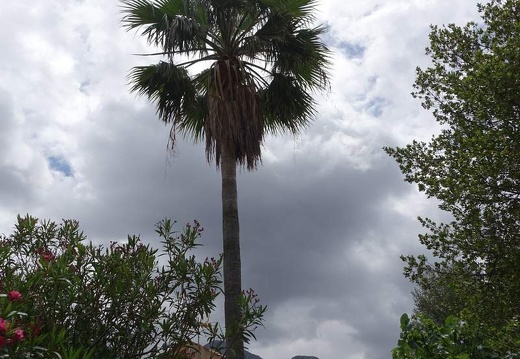  Mallorca - Mai 2015 (2)