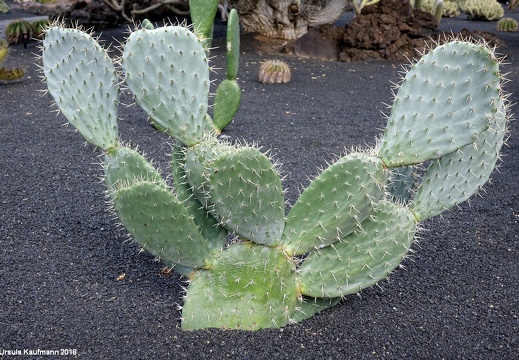 Lanzarote | Kanarische Insel | November 2018