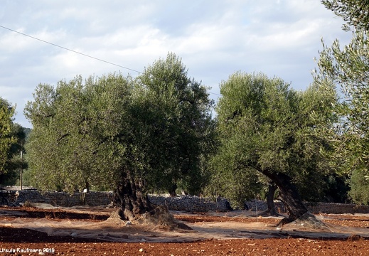 Apulien 05.11.-12.11.2019 | Bari, Matera, Trani, Polignano a Mare, Alberobello, Lecce, Ostuni