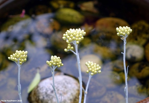 Landesgartenschau 2020 Kamp-Linfort und Gartenfotos,Juli 2020