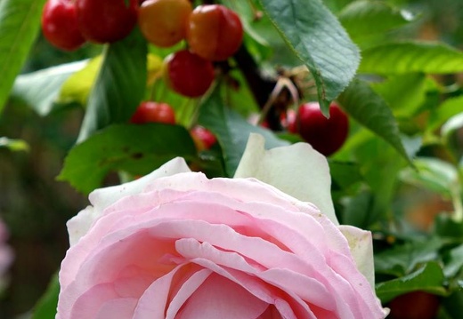 Landesgartenschau 2020 Kamp-Linfort und Gartenfotos,Juli 2020