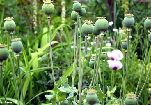 Landesgartenschau 2020 Kamp-Linfort und Gartenfotos,Juli 2020