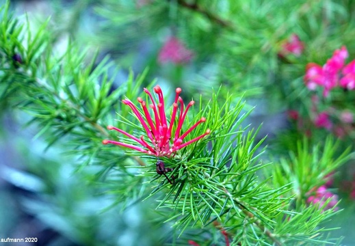 Landesgartenschau 2020 Kamp-Linfort und Gartenfotos,Juli 2020