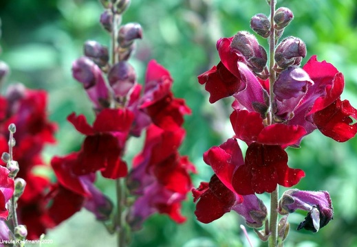 Landesgartenschau 2020 Kamp-Linfort und Gartenfotos,Juli 2020