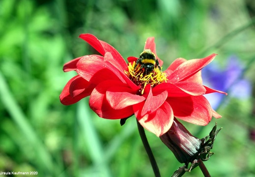 Landesgartenschau 2020 Kamp-Linfort und Gartenfotos,Juli 2020