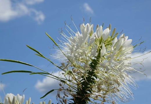 Landesgartenschau 2020 Kamp-Linfort und Gartenfotos,Juli 2020