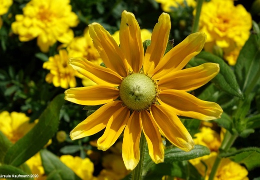 Landesgartenschau 2020 Kamp-Linfort und Gartenfotos,Juli 2020