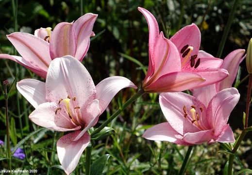 Landesgartenschau 2020 Kamp-Linfort und Gartenfotos,Juli 2020