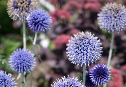 Landesgartenschau 2020 Kamp-Linfort und Gartenfotos,Juli 2020