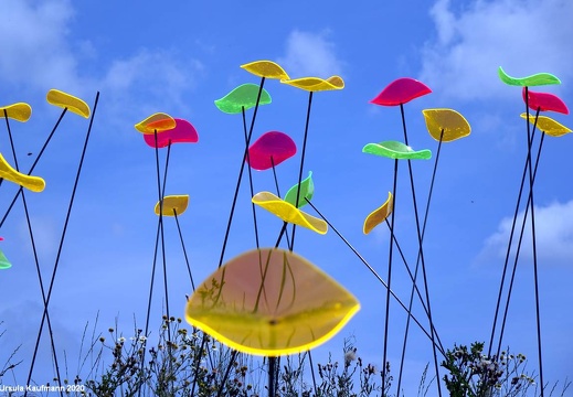 Landesgartenschau 2020 Kamp-Linfort und Gartenfotos,Juli 2020