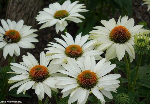 Landesgartenschau 2020 Kamp-Linfort und Gartenfotos,Juli 2020
