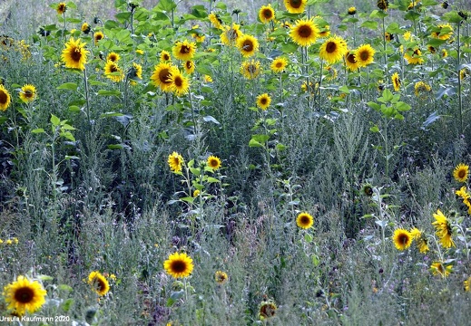 Landesgartenschau 2020 Kamp-Linfort und Gartenfotos,Juli 2020