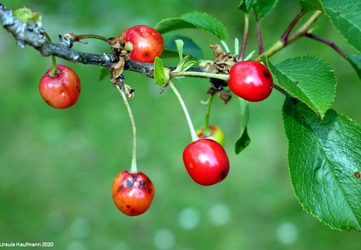 Landesgartenschau 2020 Kamp-Linfort und Gartenfotos,Juli 2020