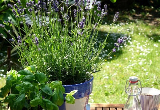 Landesgartenschau 2020 Kamp-Linfort und Gartenfotos,Juli 2020