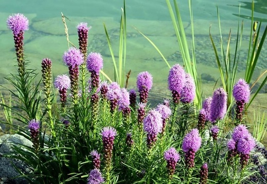 Salzburg | Fuschlsee | Gaisberg | Juli 2021